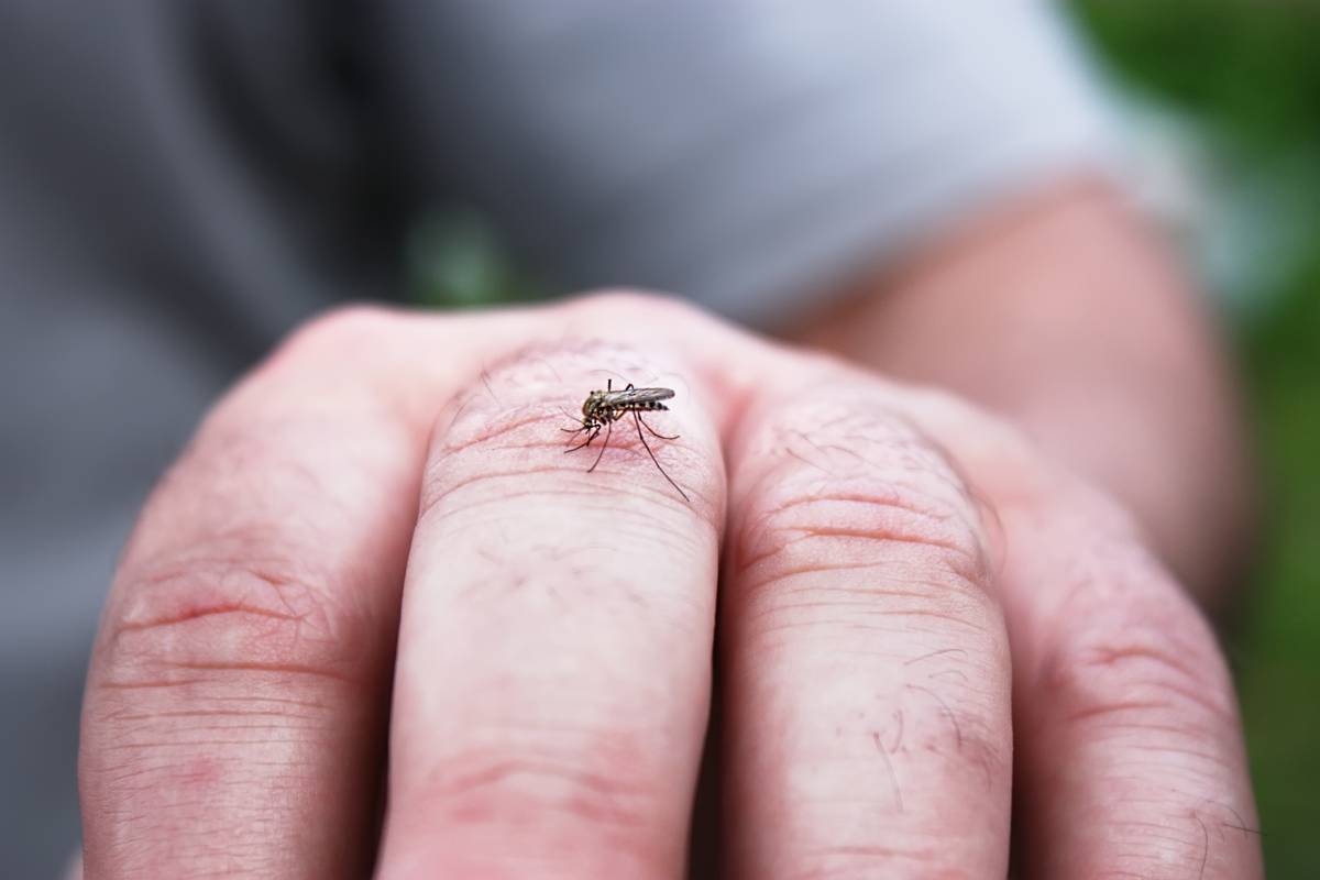 Protección frente al mosquito causante de la Fiebre del Nilo